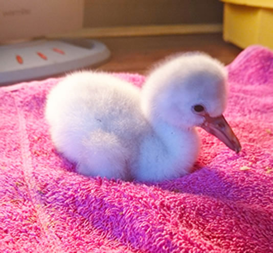 Belfast Zoo Celebrates A First With Flamingo Chicks!
