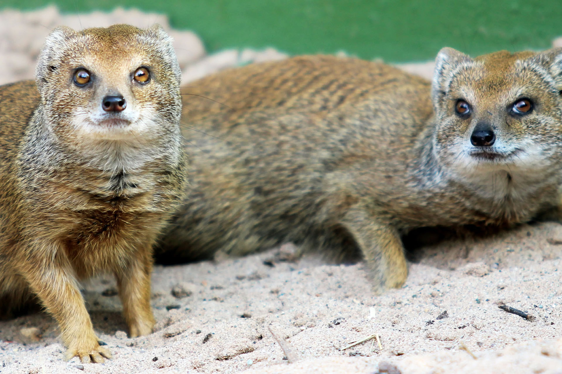 Meet Rikki-Tikki and Tavi At Belfast Zoo