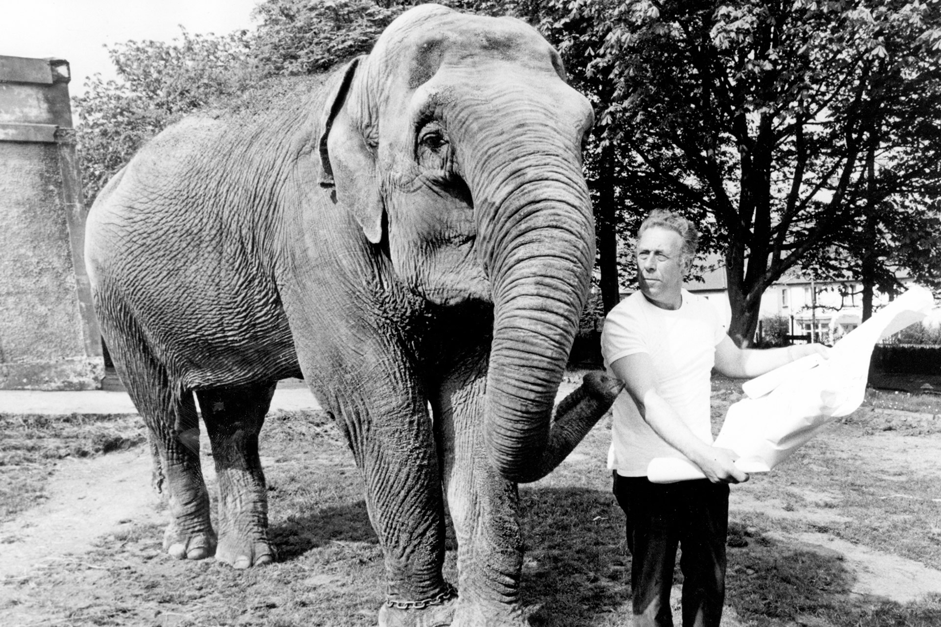 A Sad Day At Belfast Zoo
