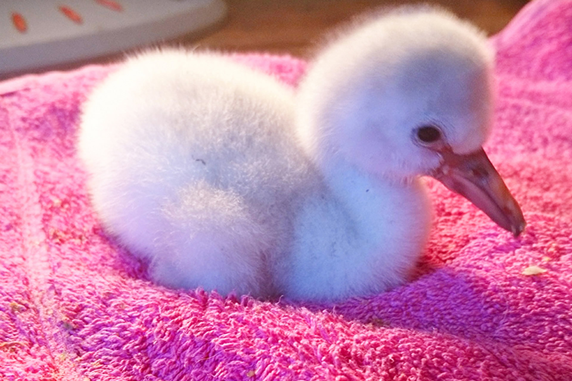 Belfast Zoo Celebrates First Flamingo Chicks!