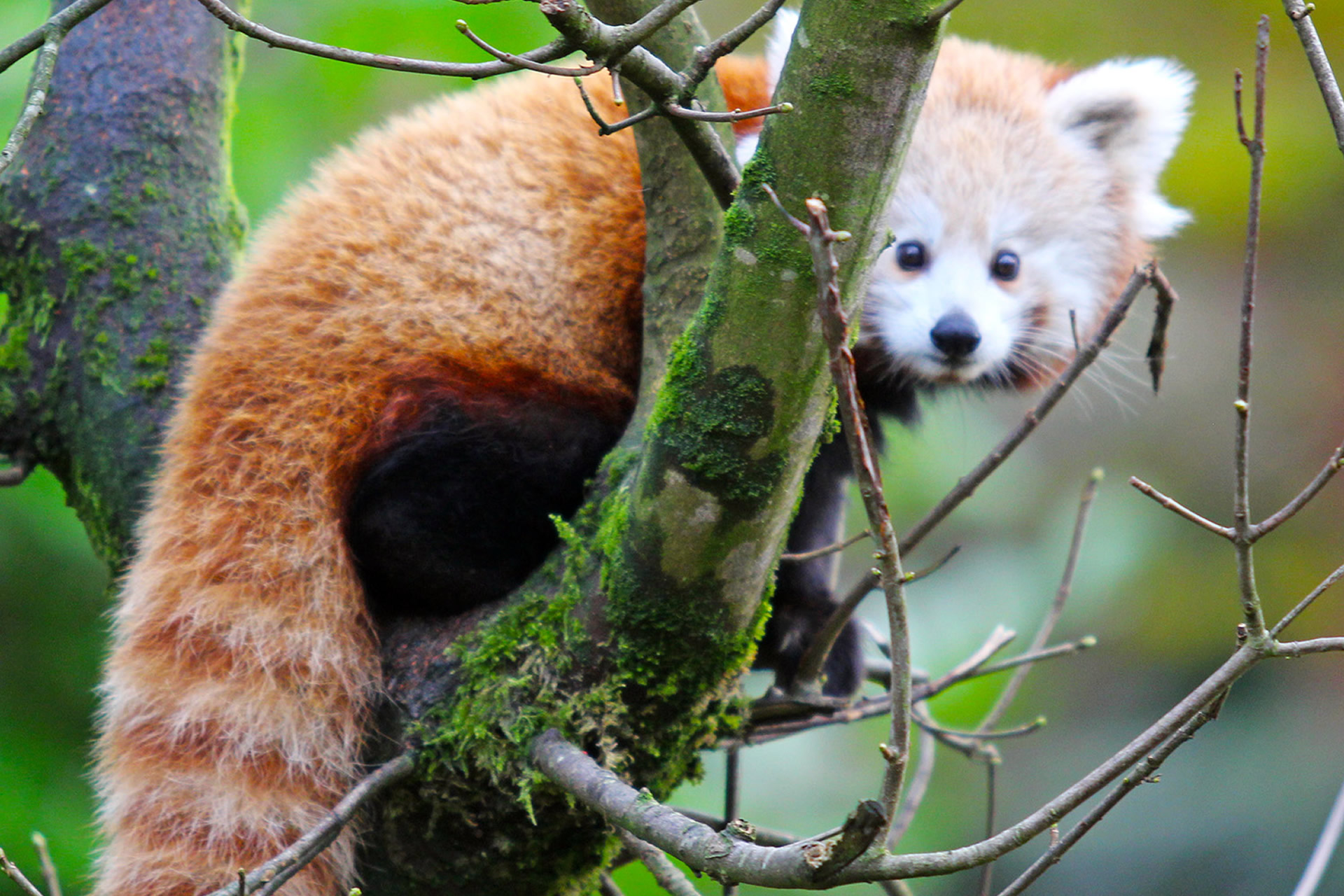The Great Escape At Belfast Zoo