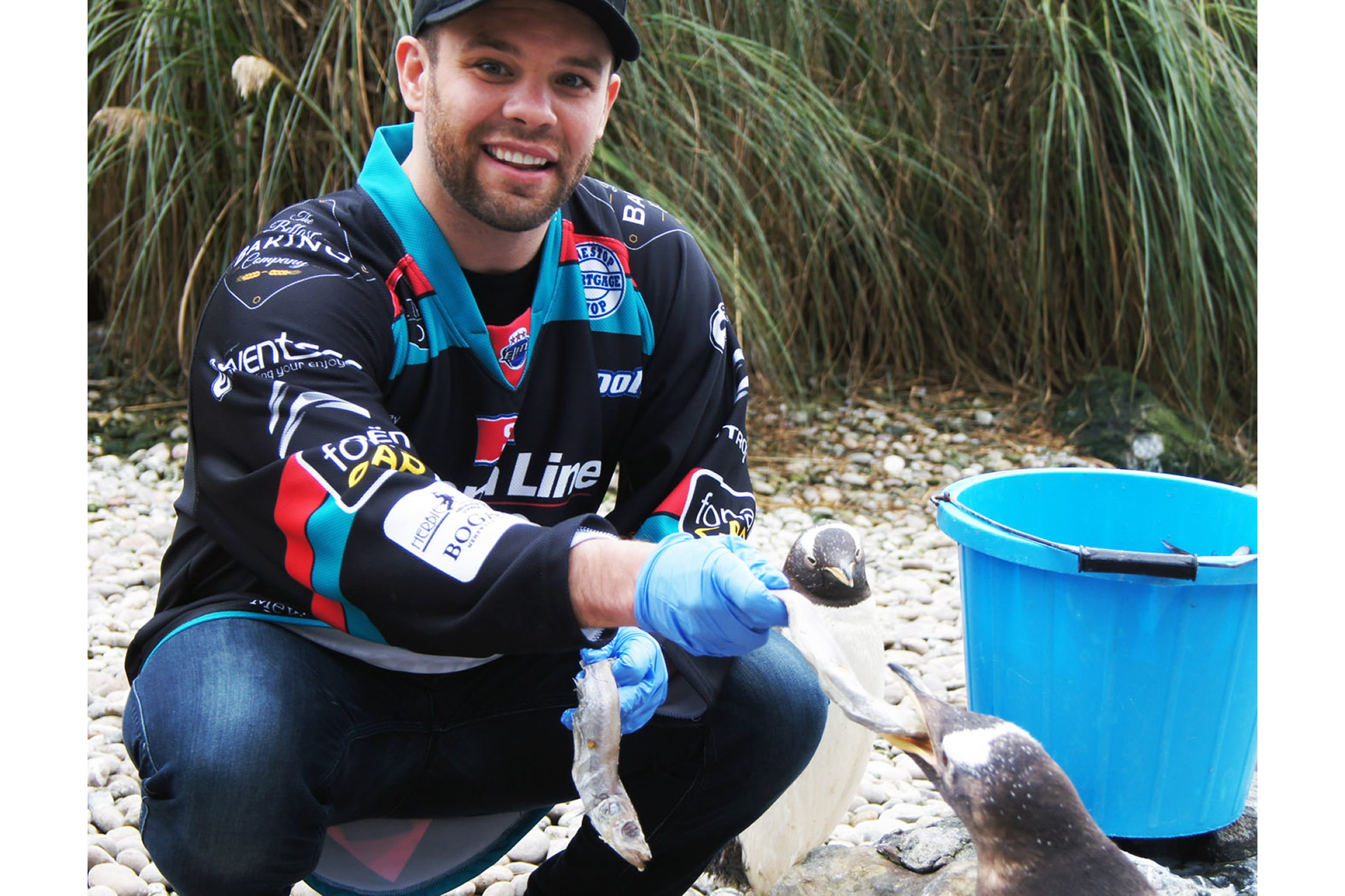 Pick Up A Pick Up A Penguin At Belfast Zoo