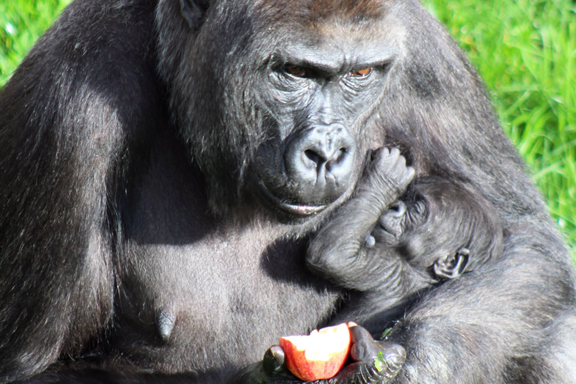 Critically endangered gorilla born at Belfast Zoo!