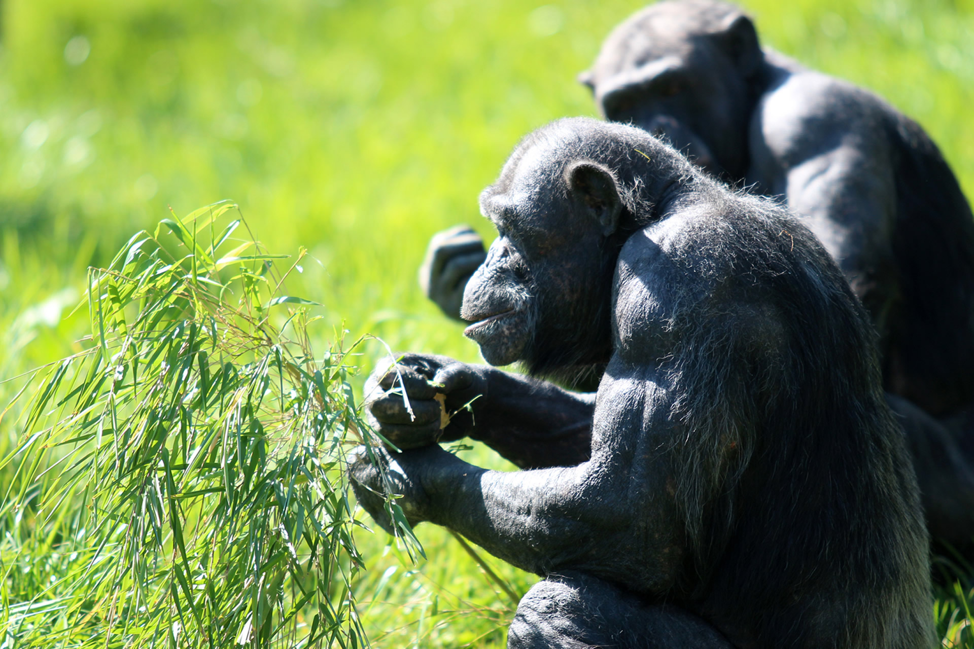 Fleming Fulton School welcome Belfast Zoo’s latest arrival!