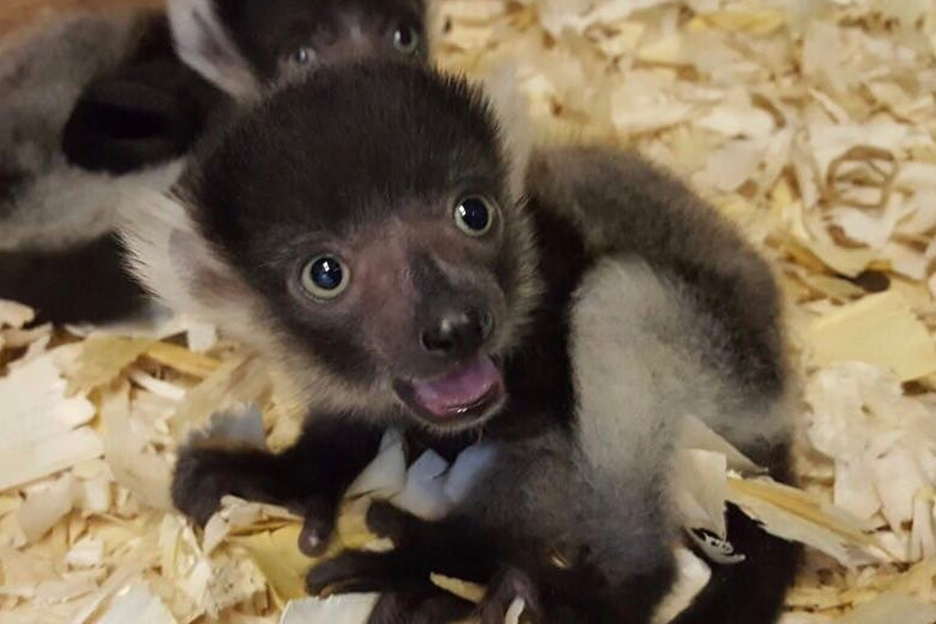 Critically endangered lemurs leap onto the scene at Belfast Zoo!
