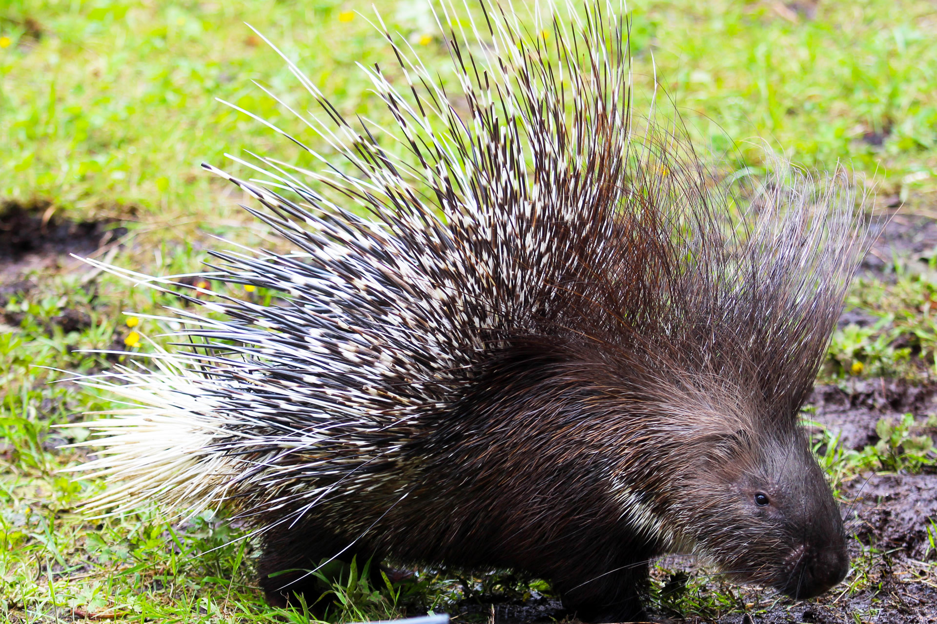 A PRICKLE of porcupines put in an appearance at Belfast Zoo