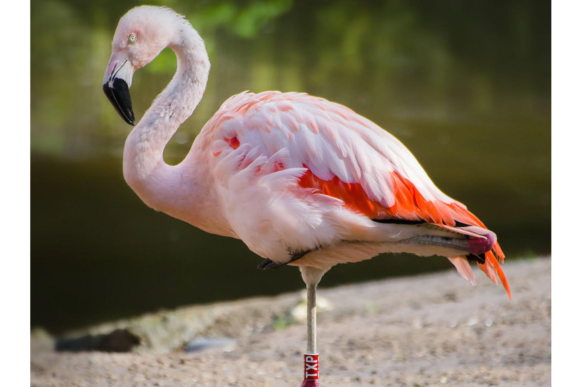 Belfast Zoo's Flamingo Matchmaking